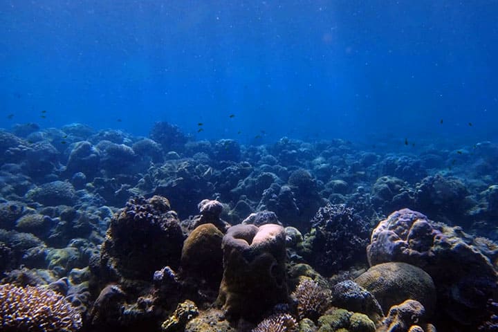 Coral reefs