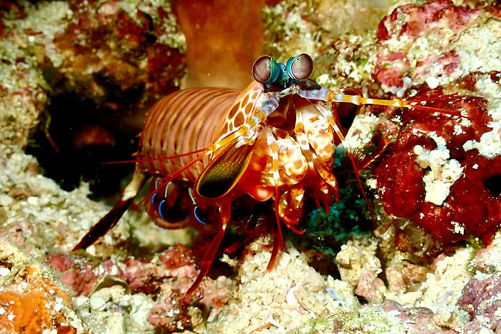 Mantis shrimp