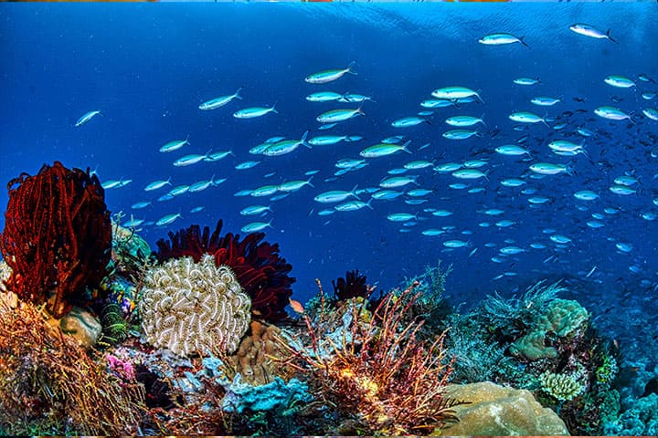 Underwater views with schools of fish and coral reefs