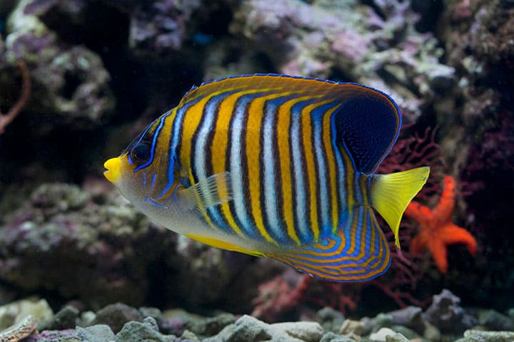 Bobale-Islands Golden angelfish