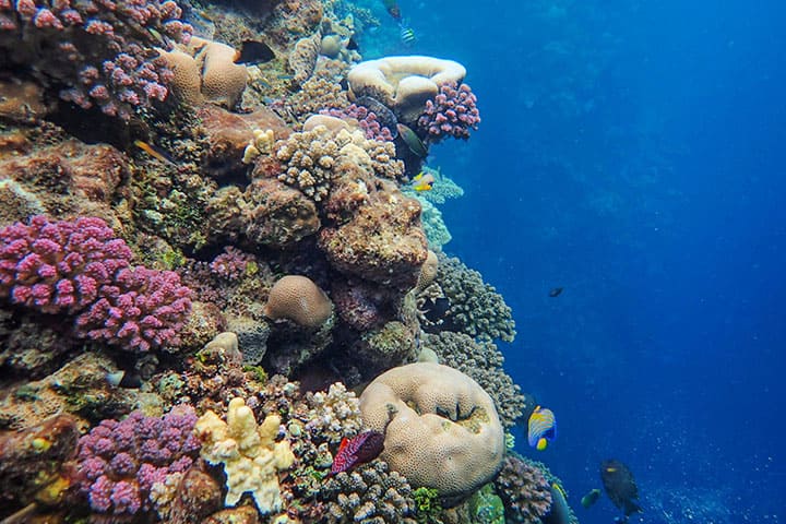 Underwater coral reef ecosystem