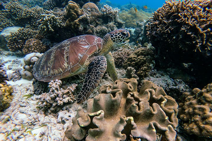 Coral Reef of Dodola Island