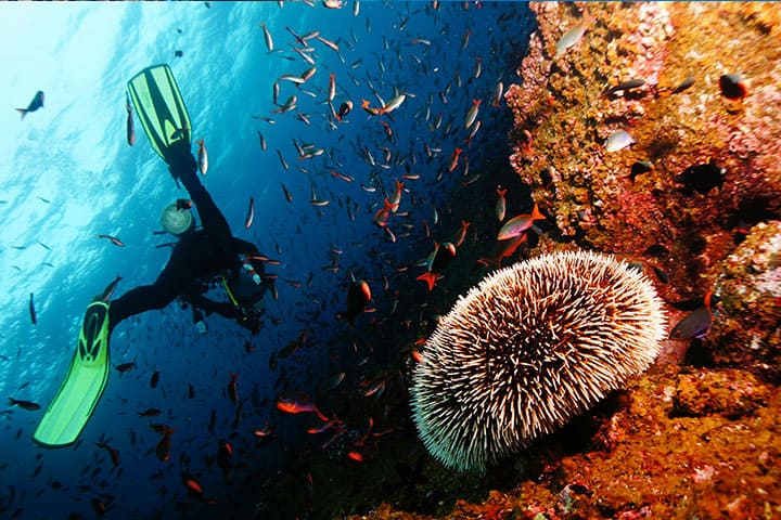 Diving in the sea with fish
