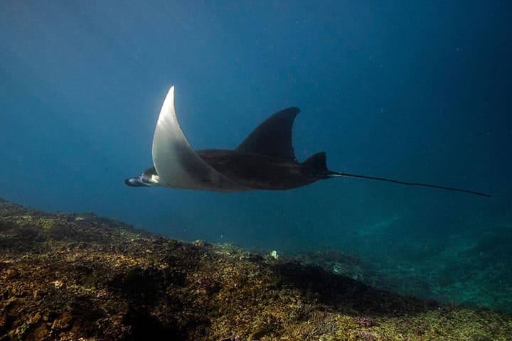Stingray