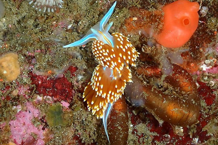 Nudibranch