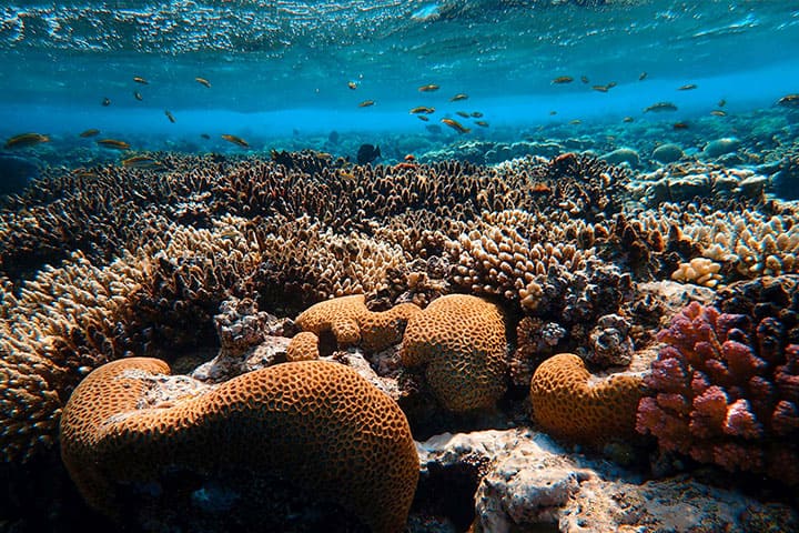 Kolorai Coral Gardens