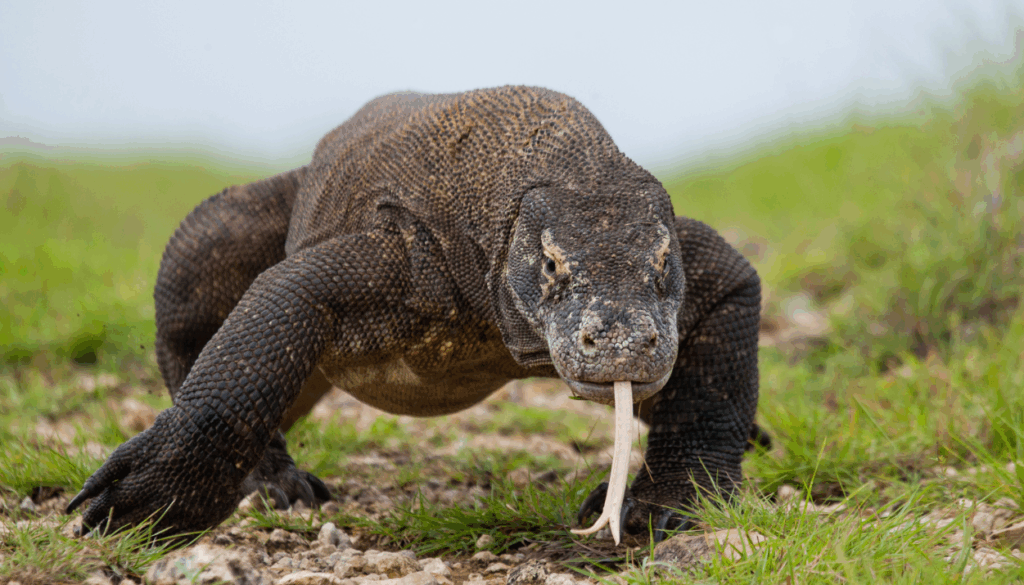 Komodo Where Adventure Meets the Deep