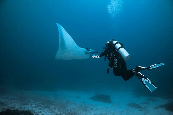 Diving in the sea with stingrays