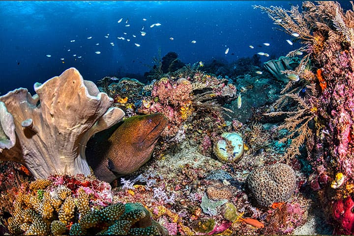 Coral reefs