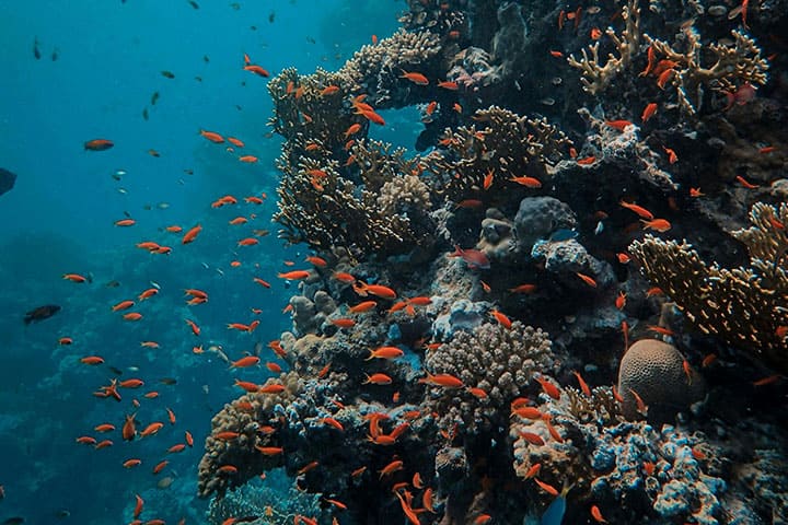 Patinti-Strait Coral reefs and small fish