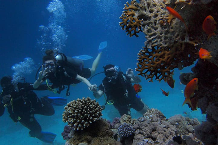 Diving in the sea