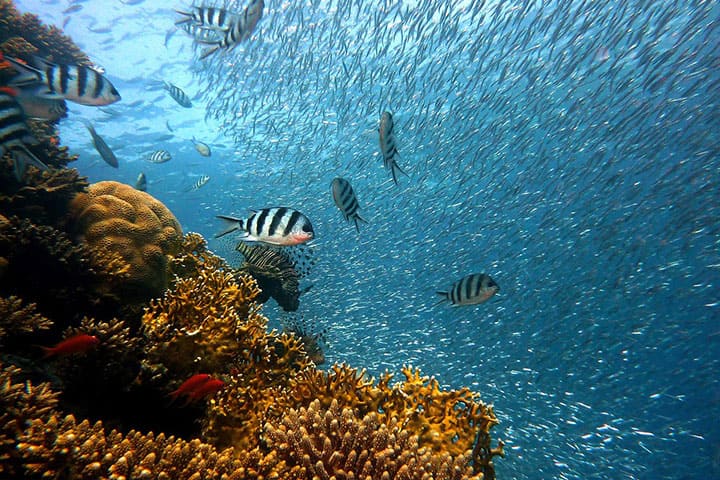 Underwater view with a group of small fish
