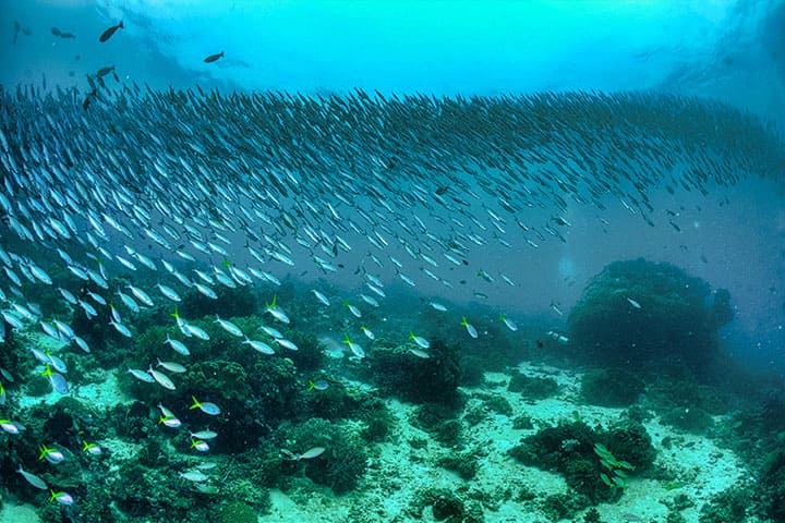 Showing a school of fish