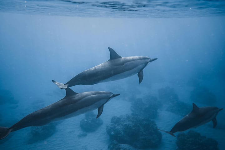 Weda-Bay Dolphins