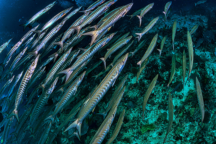 baraccuda-schools A school of barracuda fish