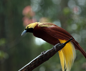 bird-of-paradise-cendrawasih Bird of paradise cendrawasih
