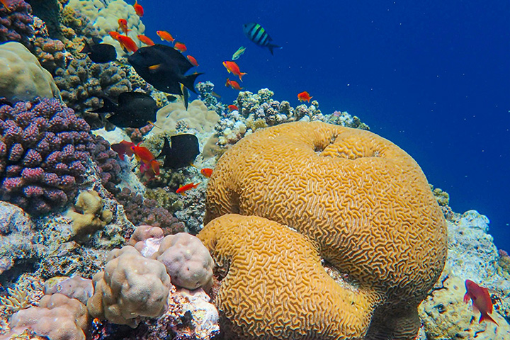 Colorful reef fish