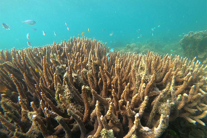 coral-gardens Coral gardens