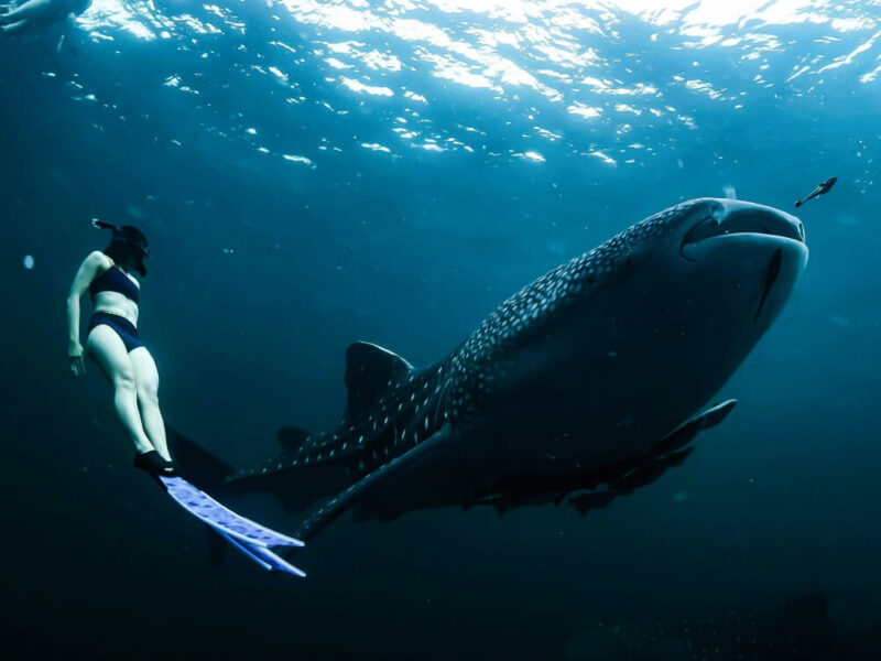 dive-with-whale-shark