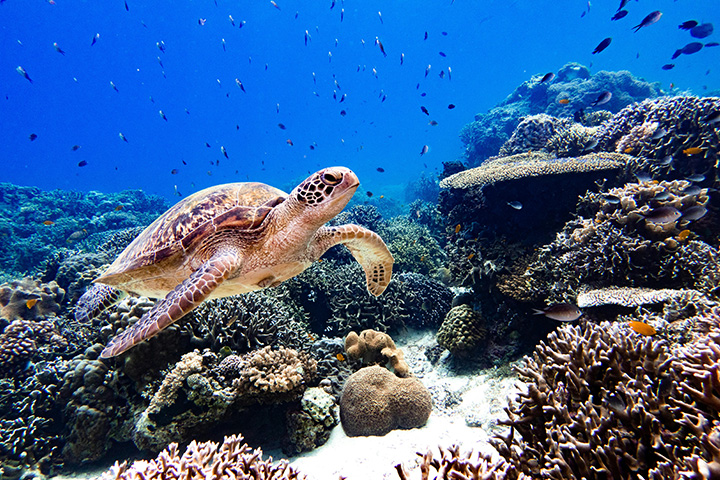 Diving meet turtles