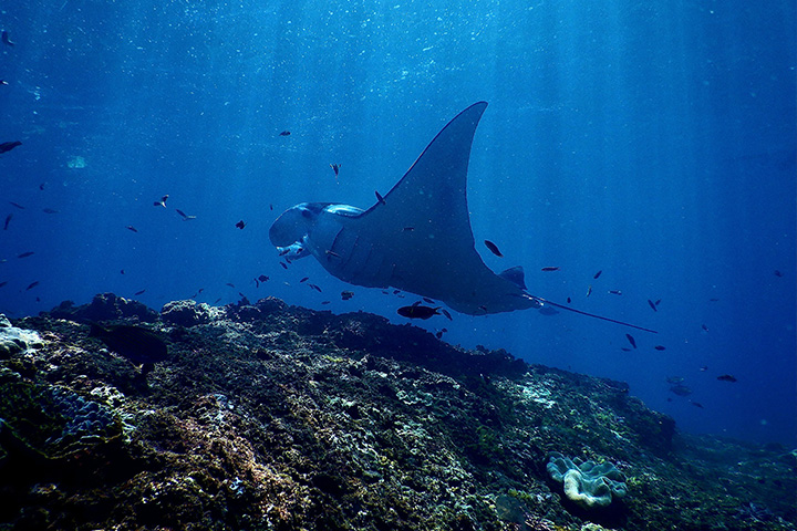 Stingray