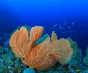 Sea ​​fan