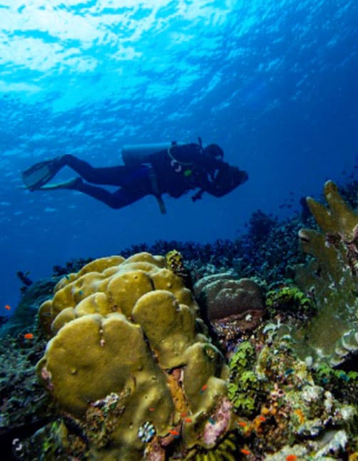 Diving in the sea