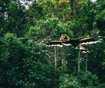 Hornbills in forest
