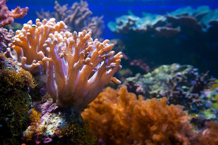 Coral reefs
