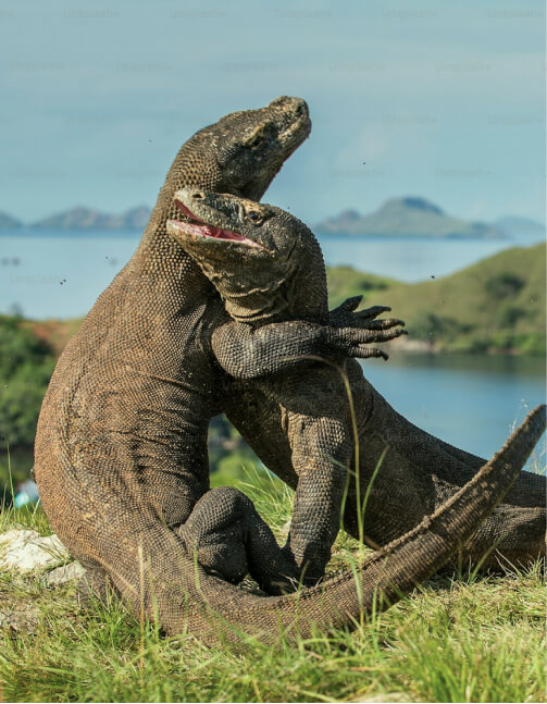 komodo-animals Komodo