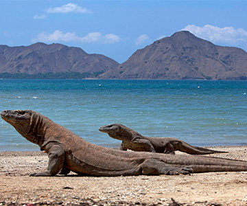 Komodo dragons