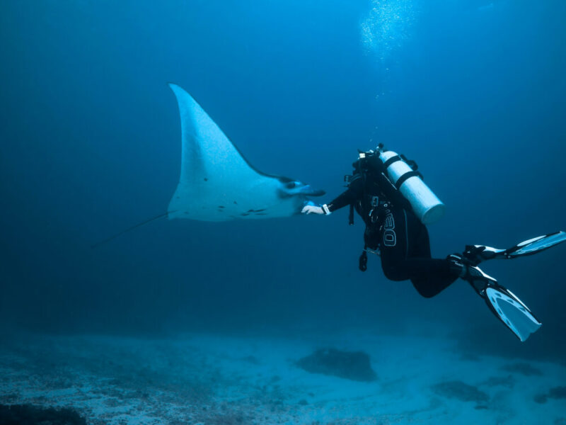 manta-and-diver