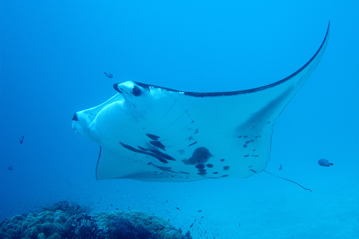 manta-rays Stingray