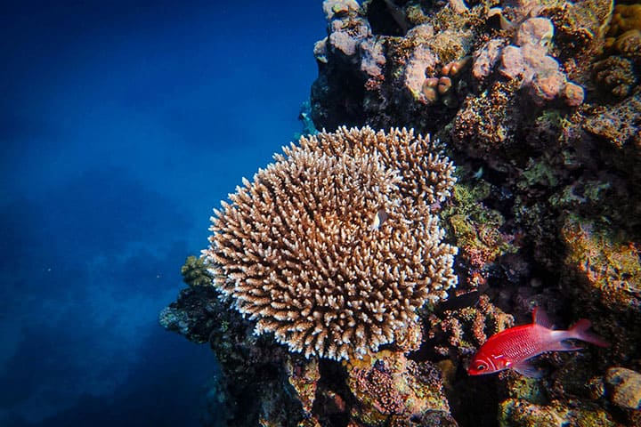 Coral reefs