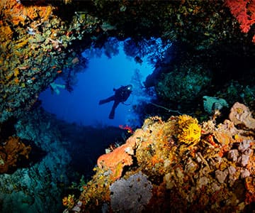Diving in the deep sea