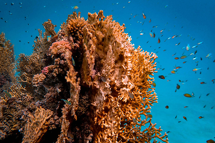 orange-soft-corals Orange soft corals