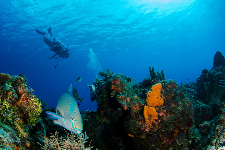Parrotfish and corals
