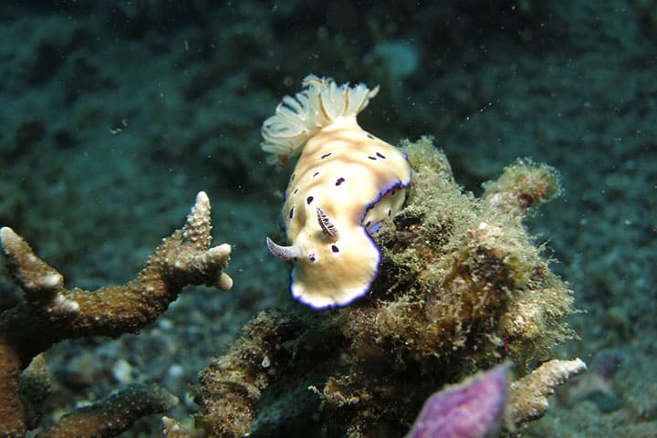 pisang-island Nudibranch