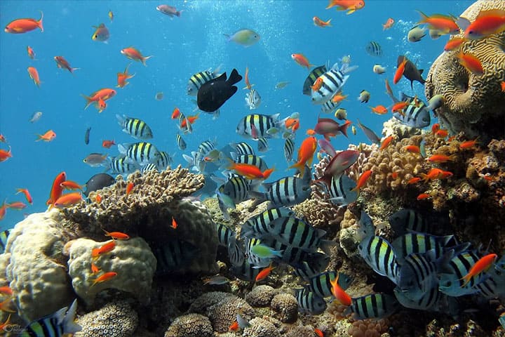 Pulau ai