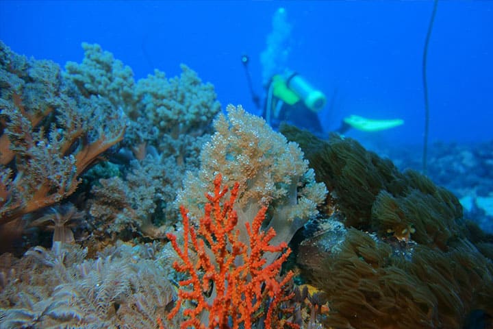 Pulau komba