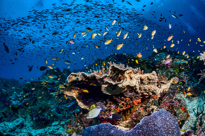 school-fish-and-coral School fish and coral