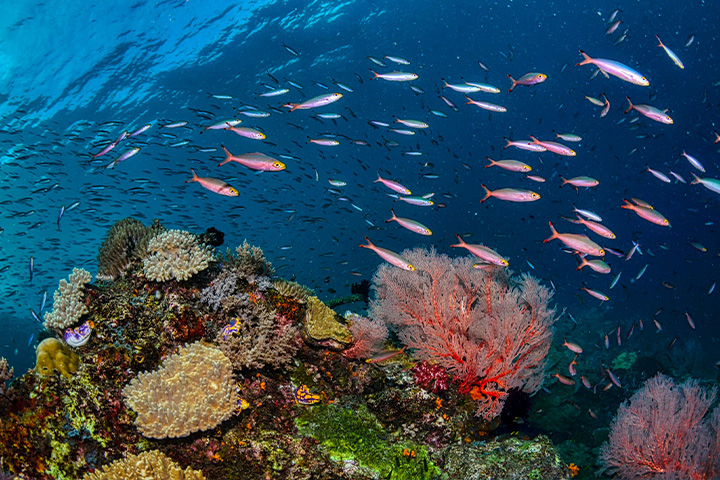 Coral reefs and fish