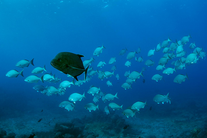 Trevally fish