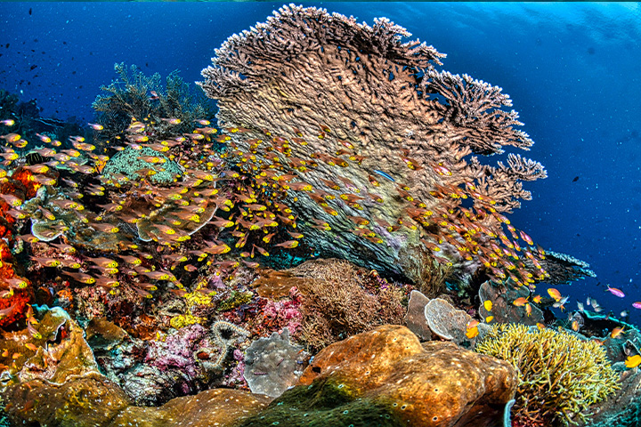 Schooling fish in coral gardens