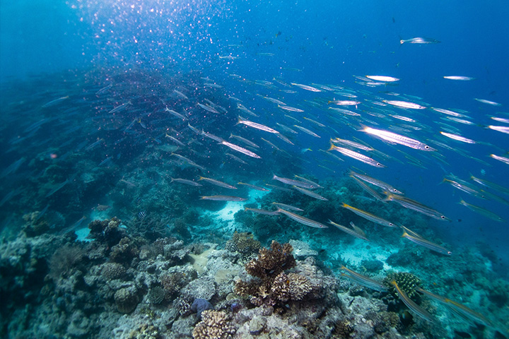 Schools of barracudas