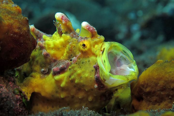 Frog fish
