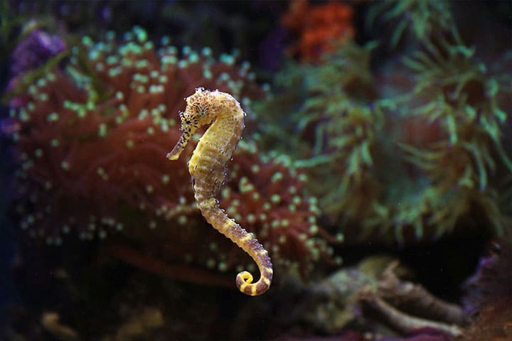 Seahorses