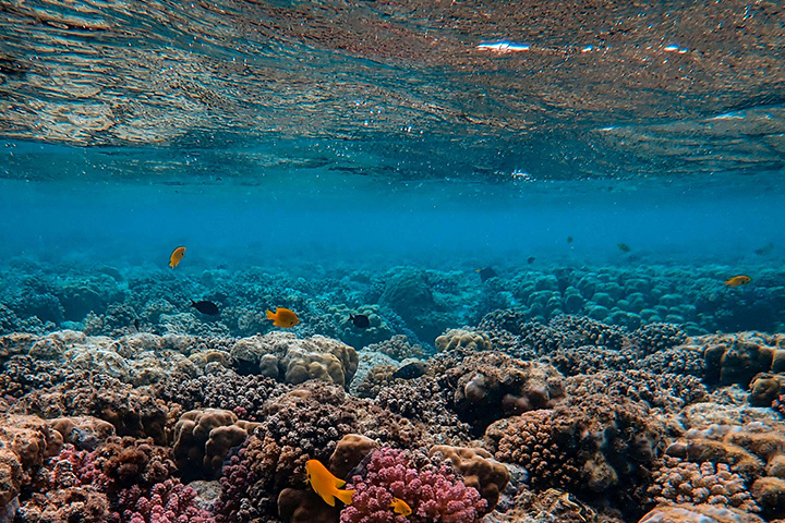 Coral reefs