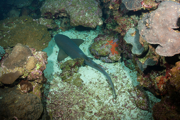 Shark among coral reefs