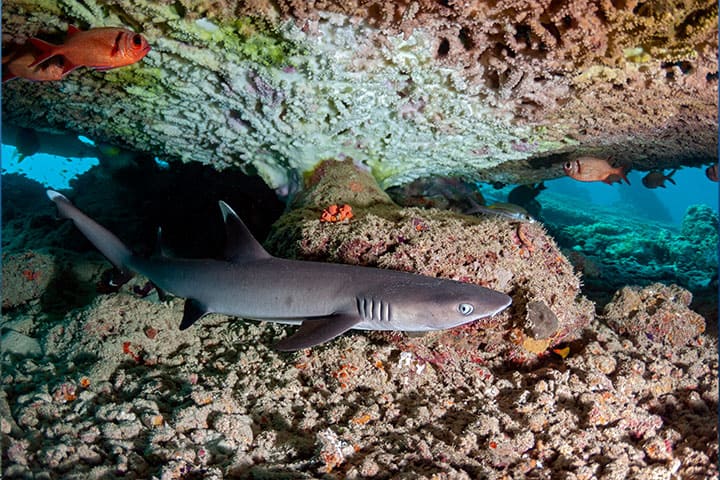 Shark